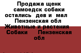 Продажа щенк.самоедск.собаки:остались-1дев.и 1мал  - Пензенская обл. Животные и растения » Собаки   . Пензенская обл.